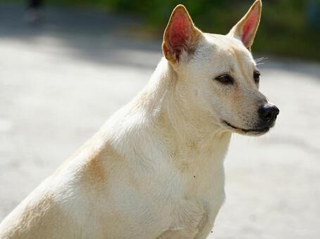 白い犬 犬,ペット,動物の写真素材