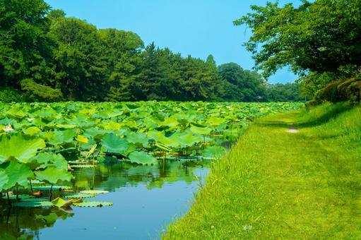 快晴の遊歩道 快晴の遊歩道 散歩道,遊歩道,あぜ道の写真素材