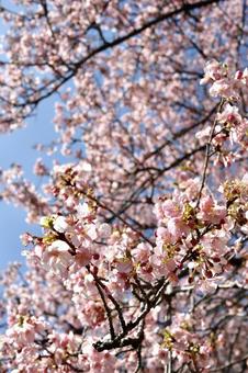 桜 桜の写真