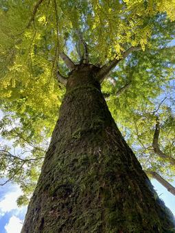 銀杏の大木 銀杏,いちょう,木の写真素材