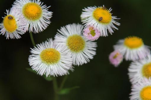 ハルジオン・春紫苑　マクロ フラワー,舌状花,淡紅色の写真素材