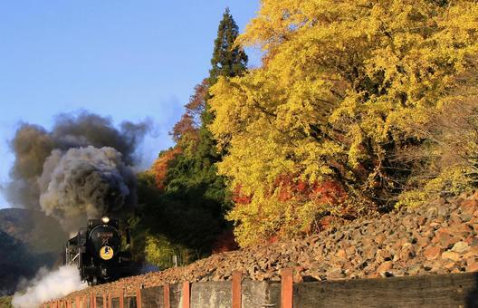 晩秋の風景/SLやまぐち号と銀杏の紅葉 晩秋の風景/SLやまぐち号と銀杏の紅葉 slやまぐち号,鉄道,蒸気機関車の写真素材