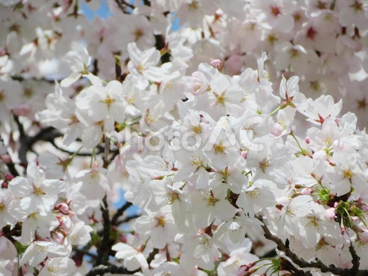 桜の風景 桜,春,満開の写真素材