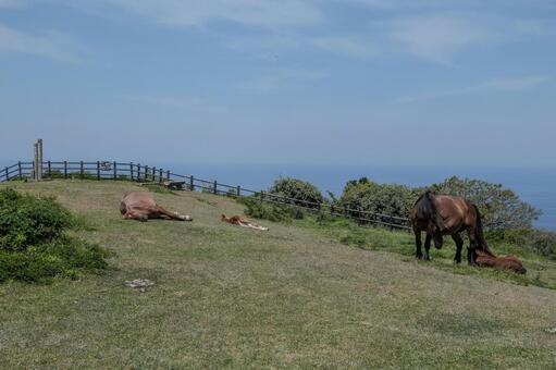【西ノ島】摩天崖 摩天崖,西ノ島,島前の写真素材