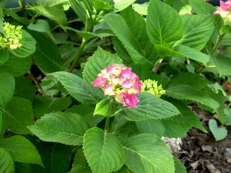 初夏、植え込みで咲き始めた小さなアジサイ アジサイ,花,植物の写真素材