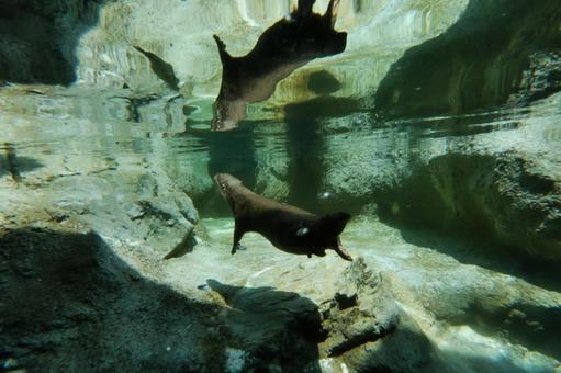 水面に浮上するコツメカワウソ カワウソ,コツメカワウソ,動物園の写真素材
