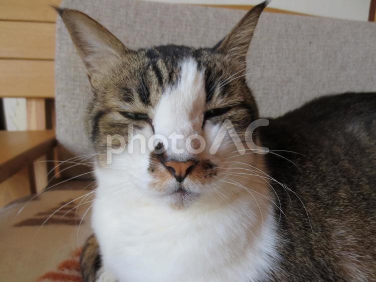 猫曰く、眠いのよ… ねこ,猫,catの写真素材