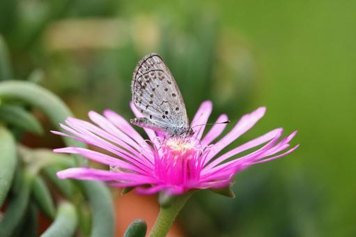 季節外れのご馳走 季節外れのご馳走 植物,花,マツバギクの写真素材