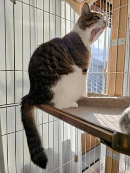 欠伸をする猫 猫,ネコ,欠伸の写真素材