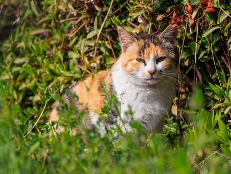 茂みに潜んでいた三毛猫さんです。 猫,野良猫,地域猫の写真素材