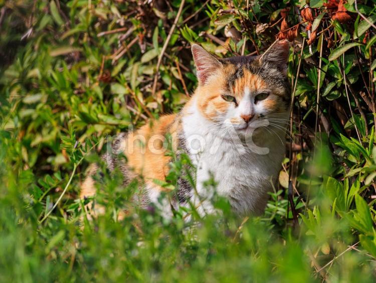 茂みに潜んでいた三毛猫さんです。 猫,野良猫,地域猫の写真素材