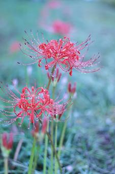 Red spider lilies blooming in the autumn fields, JPG Red spider lilies blooming in the autumn fields, JPG