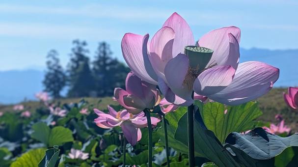 ピンクの蓮の花:青空と山々の風景 ピンクの蓮の花:青空と山々の風景 ハス,蓮の花,花托の写真素材