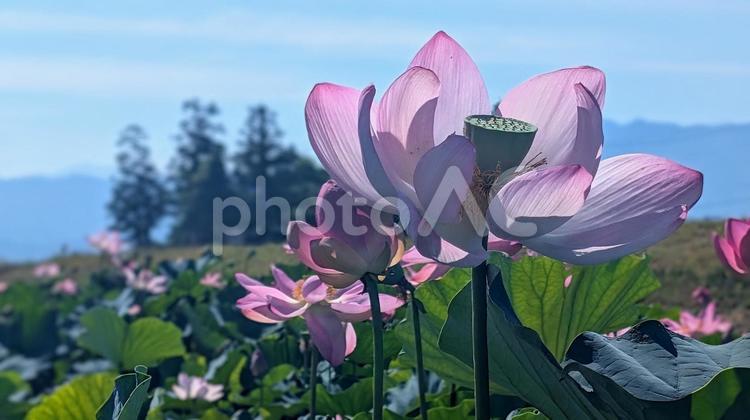 ピンクの蓮の花：青空と山々の風景 ハス,蓮の花,花托の写真素材