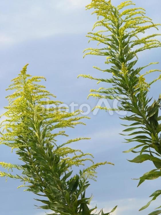 セイタカアワダチソウ セイタカアワダチソウ,背高泡立草,雑草の写真素材