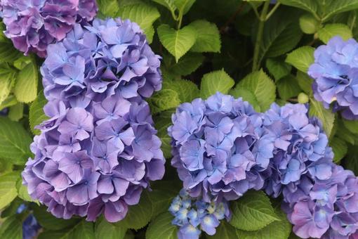 変化する花 変化する花の写真
