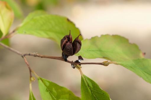 ヒメシャラの果実え ヒメシャラ,果実,実の写真素材
