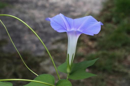 アサガオの花 朝顔,あさがお,紫色の写真素材