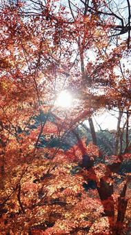 紅葉と太陽 紅葉と太陽の写真