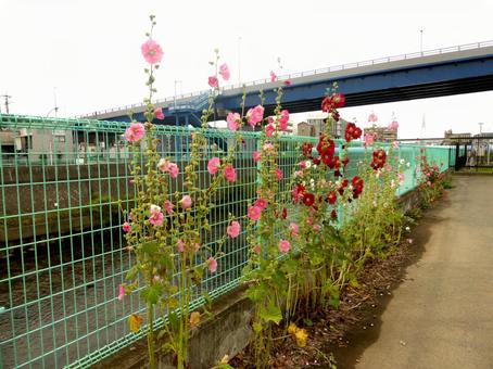 横浜市栄区、笠間大橋近くに咲くタチアオイ タチアオイ,花,植物の写真素材