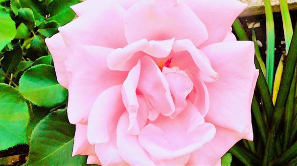 ピンクのお花 ピンクのお花の写真