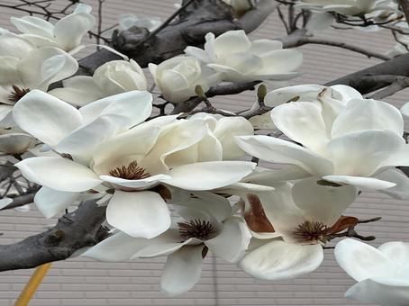 春を告げる木蓮の花 木蓮,白木蓮,春の花の写真素材