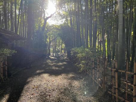 荘厳な雰囲気の竹林と木漏れ日 荘厳な雰囲気の竹林と木漏れ日の写真