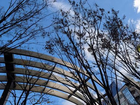 屋根と木　青空 木,自然,風景の写真素材