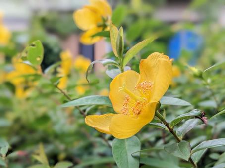 キンシバイの花2 キンシバイの花2 キンシバイ,オトギリソウ,めしべの写真素材