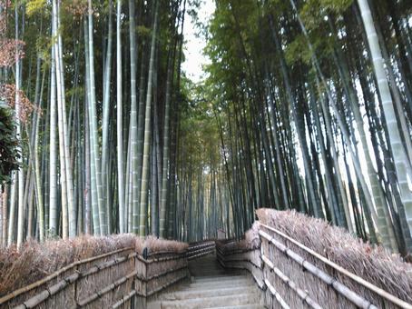 京都竹林 京都竹林の写真