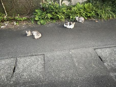 猫たち2 猫たち2の写真