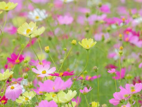 Cosmos, JPG