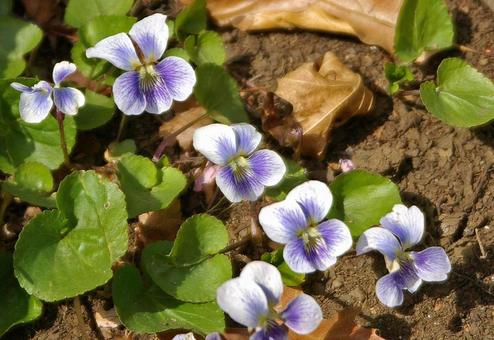 アメリカスミレサイシン プリセアナの写真