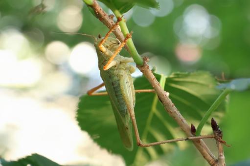 キリギリスの写真