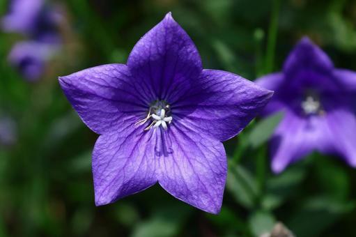 Photo, campanulaceae, flower, bellflower family, 