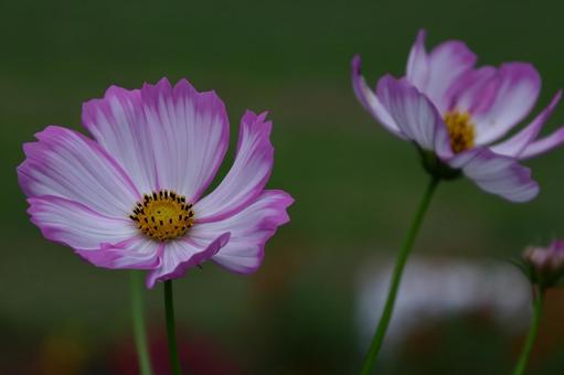 秋風に揺れて咲く コスモス,秋桜,花の写真素材