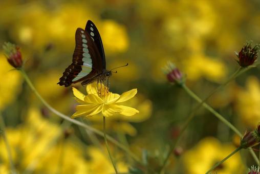 Swallowtail butterfly and cosmos, JPG Swallowtail butterfly and cosmos, JPG