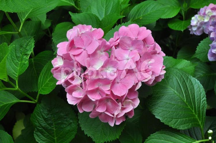 アジサイハート(ピンク) あじさい,アジサイ,花の写真素材
