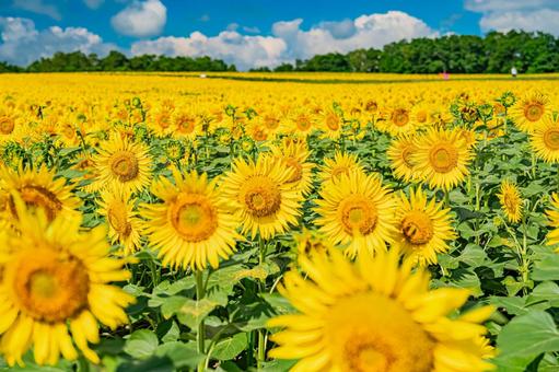 北海道 北竜町ひまわりの里 北海道 北竜町ひまわりの里 北海道,日本,北竜の写真素材