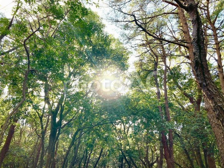 森林の中にさしこむ太陽光 森林,差し込む,太陽光の写真素材