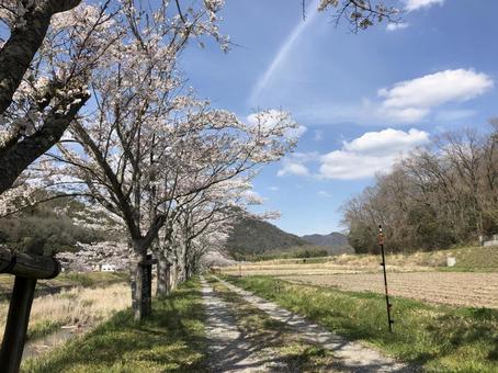 桜の小道 桜の小道の写真