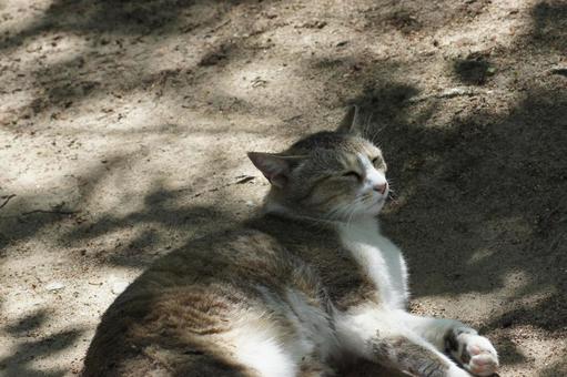 ねこ ねこ にゃんこ,可愛い,野良猫の写真素材