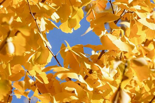 青空を囲む黄金色のイチョウの葉 イチョウ,銀杏,葉の写真素材