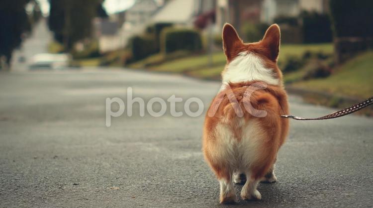 郊外の住宅街を歩くコーギーの後ろ姿・散歩 コーギー,犬,後ろ姿の写真素材