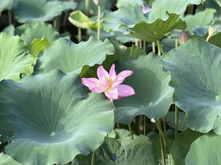 蓮の花 蓮の花の写真