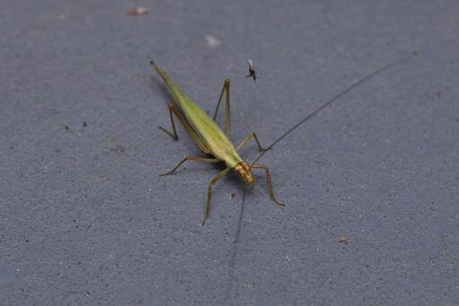 カンタン♀ カンタン,コオロギ,バッタの写真素材