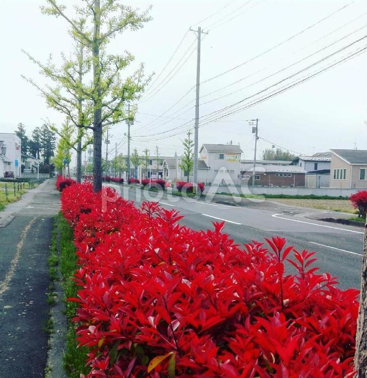 街路樹（カナメモチといちょう） 街路樹,カナメモチ,いちょうの写真素材