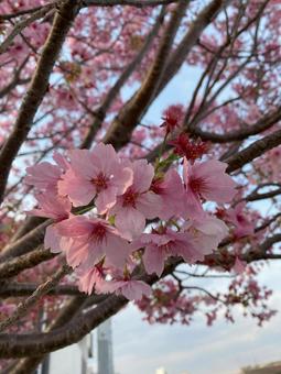 満開の春色 満開の春色 横浜,弘明寺,大岡川の写真素材