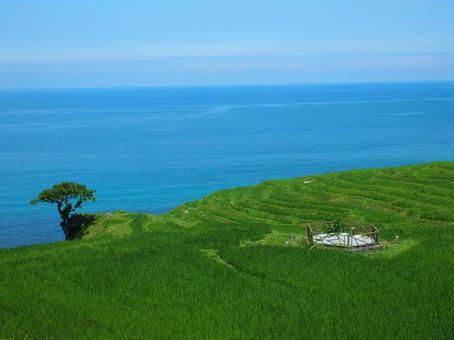 白米千枚田の棚田 白米千枚田の棚田 白米千枚田,千枚田,棚田の写真素材