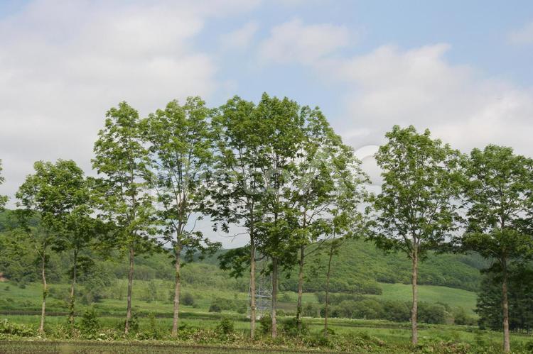 北海道の道路からの景色 北海道,道路脇,帯広の写真素材